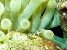 IMG 4203 Squat Anemone Shrimp